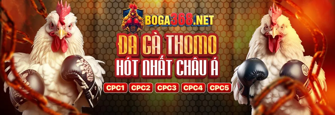 Gà chiến đang thi đấu trên sàn đấu trực tuyến MCW67